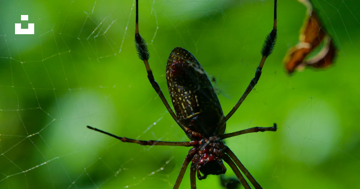 Foto Un primer plano de una araña en una telaraña – Imagen Bahía Drake ...