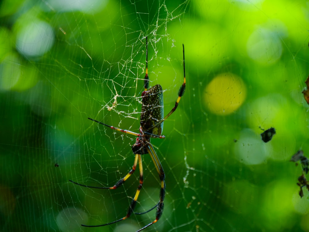 a close up of a spider on a web