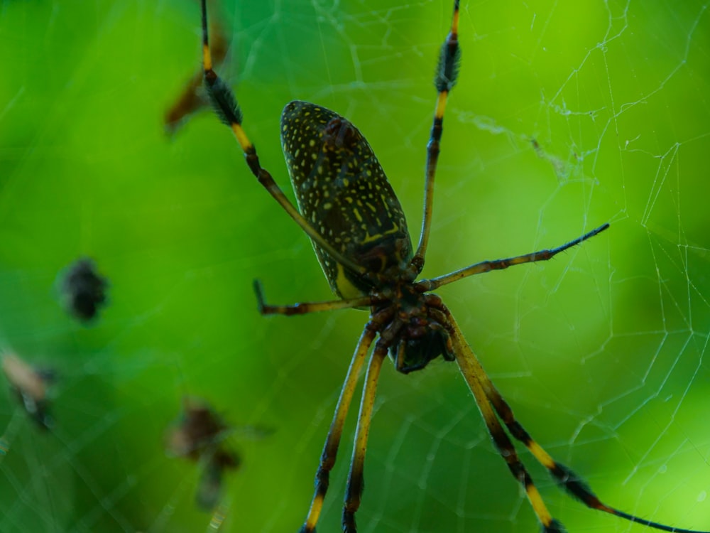 a close up of a spider on a web