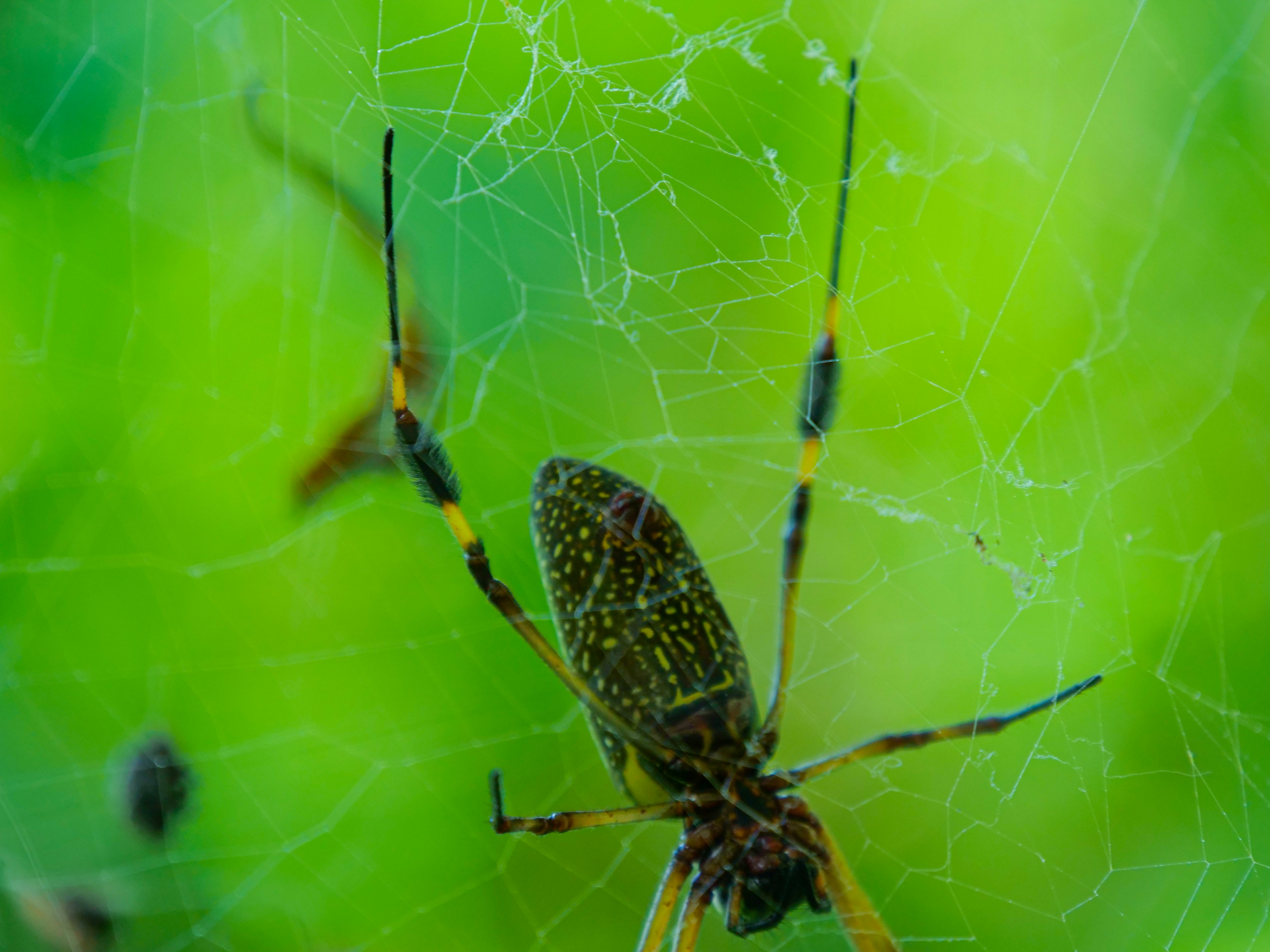 a close up of a spider on a web