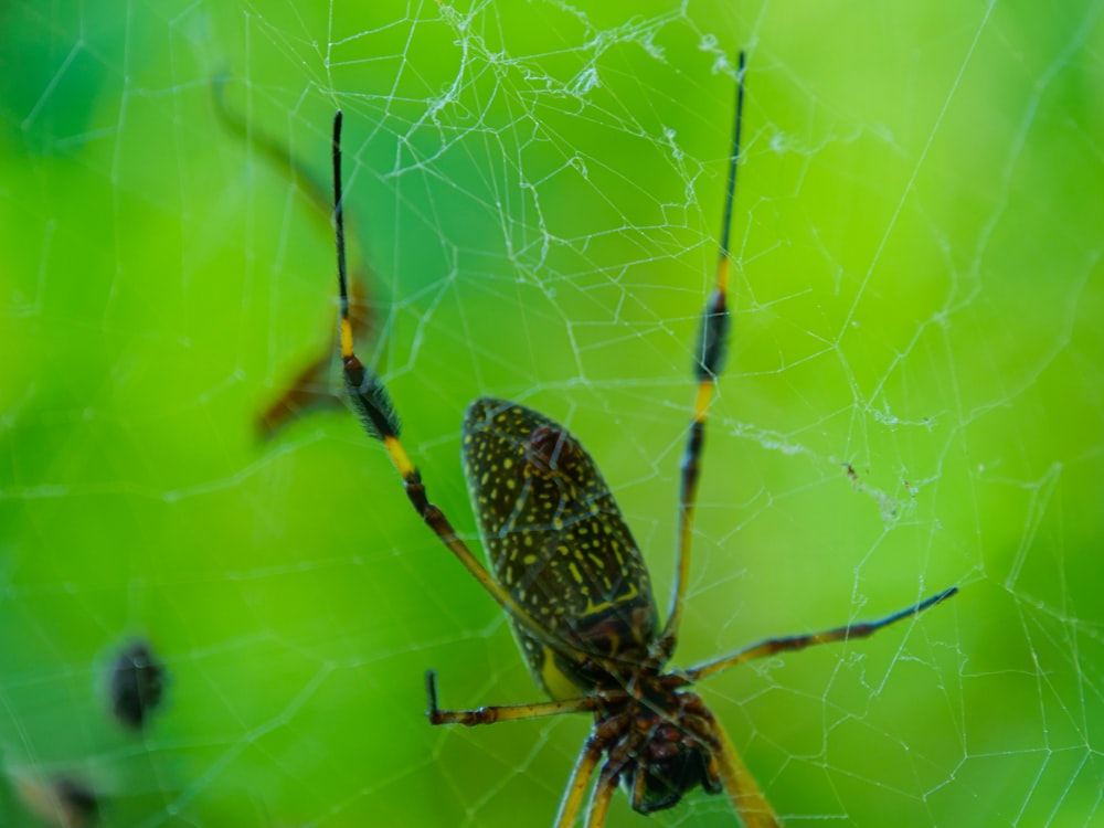 a close up of a spider on a web