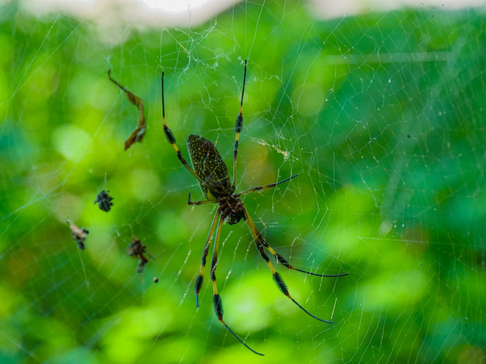 a close up of a spider on a web