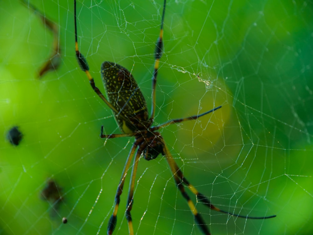 a close up of a spider on a web