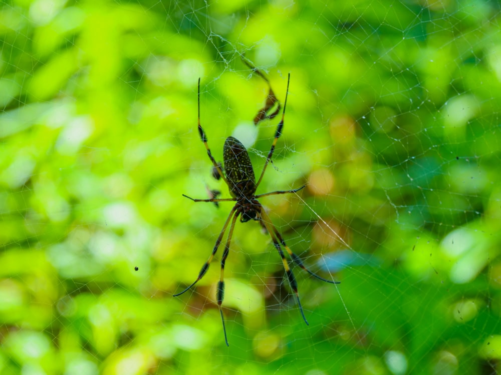 a close up of a spider on a web