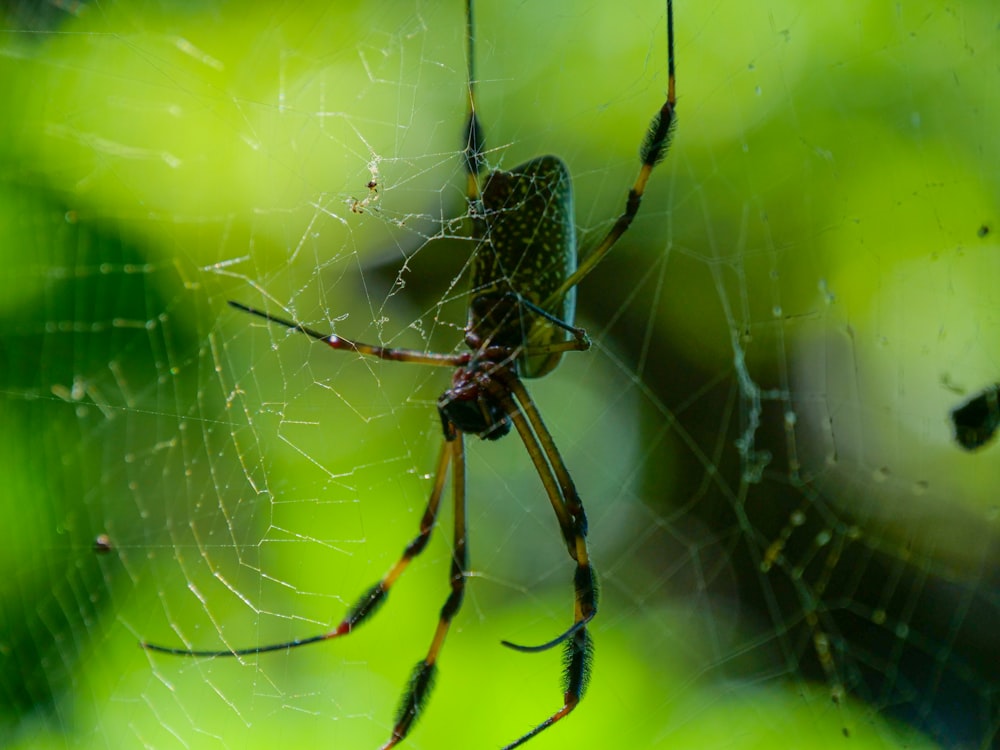 a close up of a spider on a web