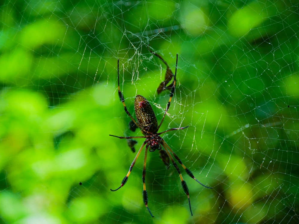 a close up of a spider on a web