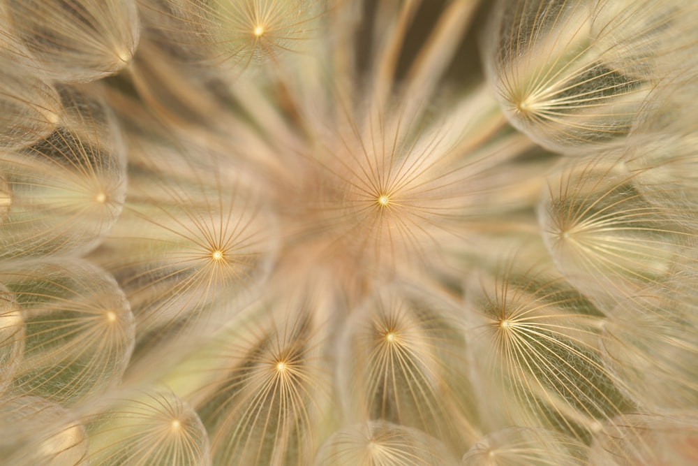 a close up view of a dandelion flower
