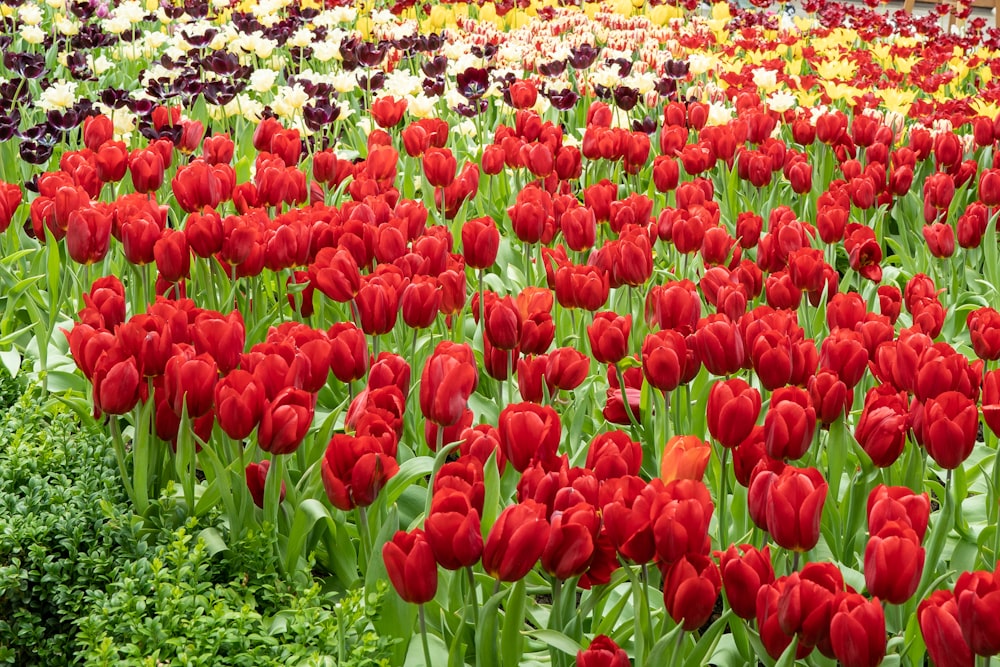 um campo cheio de tulipas vermelhas e brancas