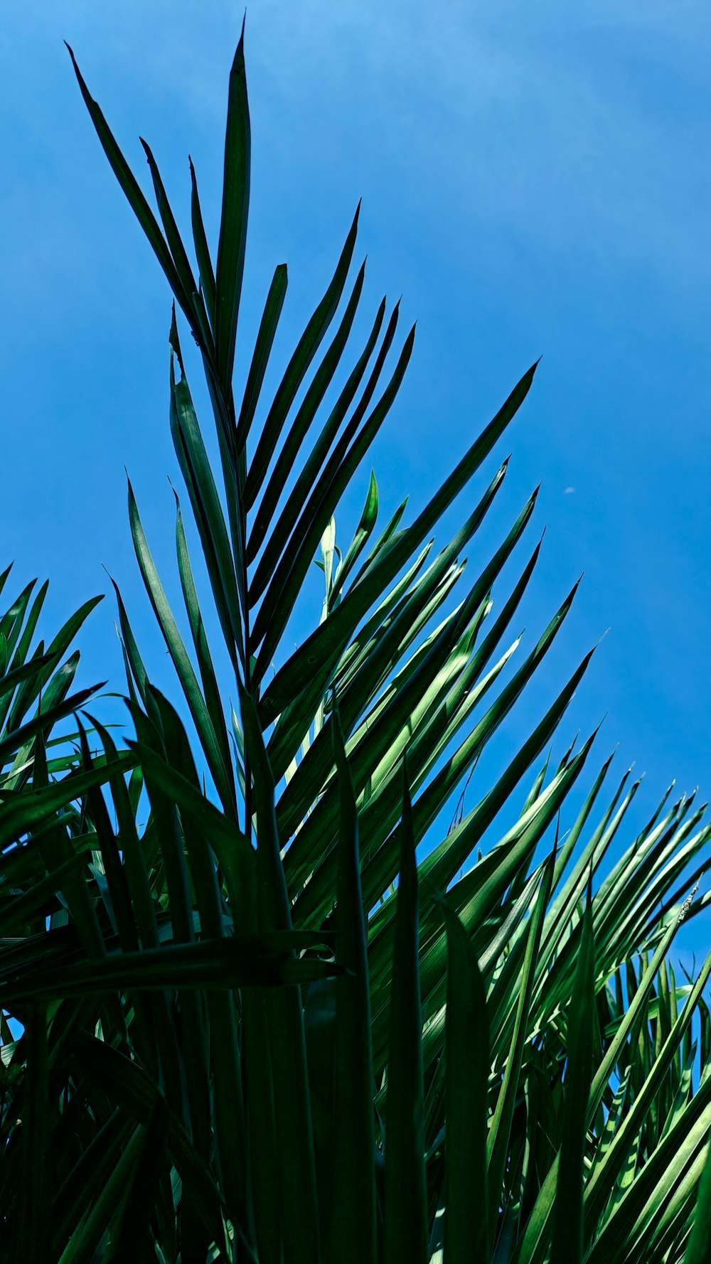 a bird is perched on top of a palm tree