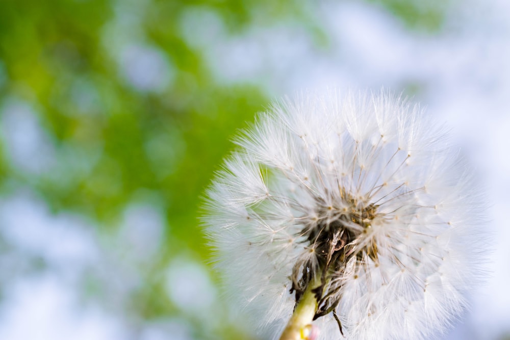 a close up of a dandelion with a blurry background