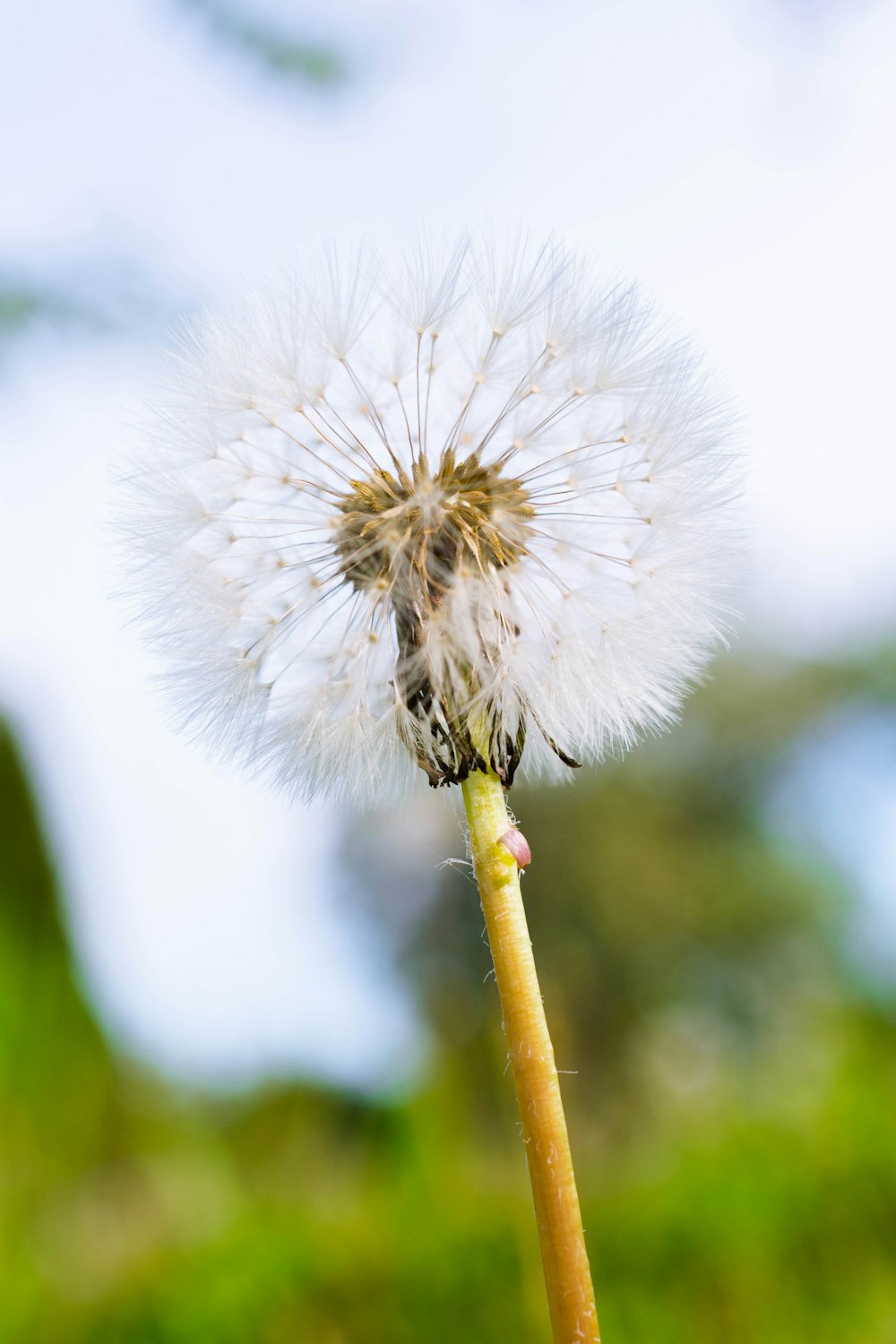 a close up of a dandelion with a sky background