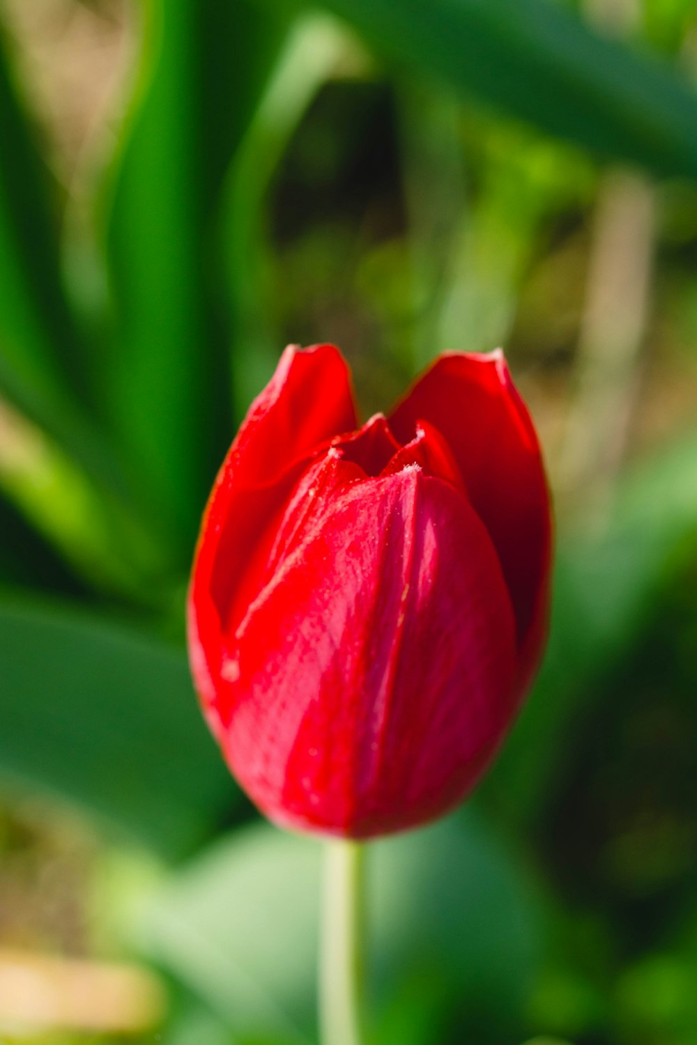 a single red tulip with green leaves in the background