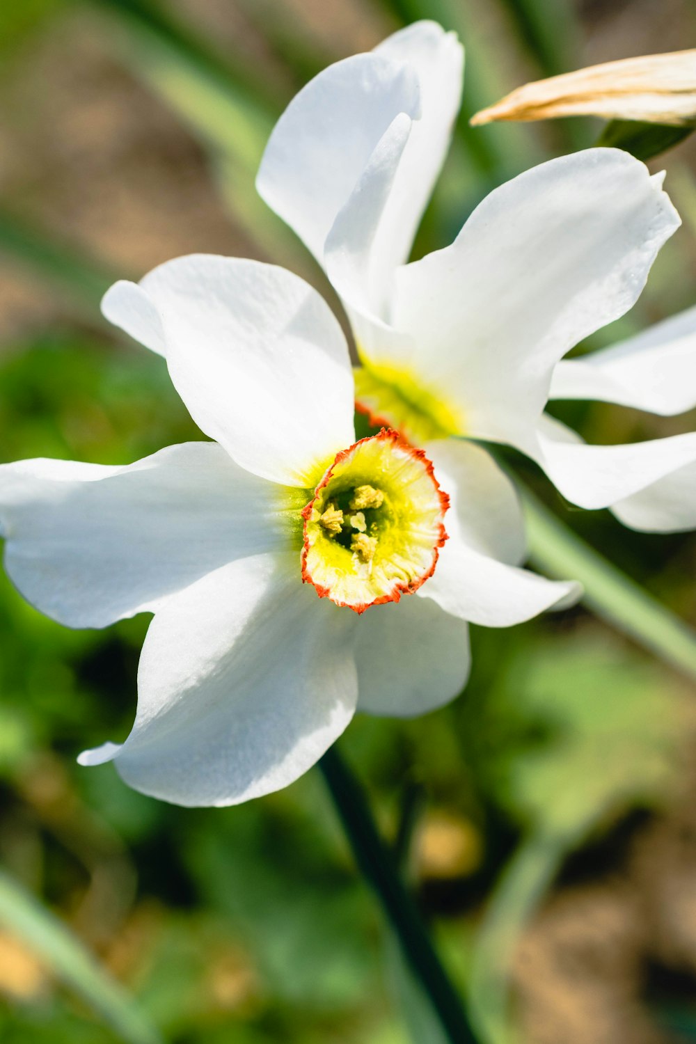 a close up of a white flower with a yellow center