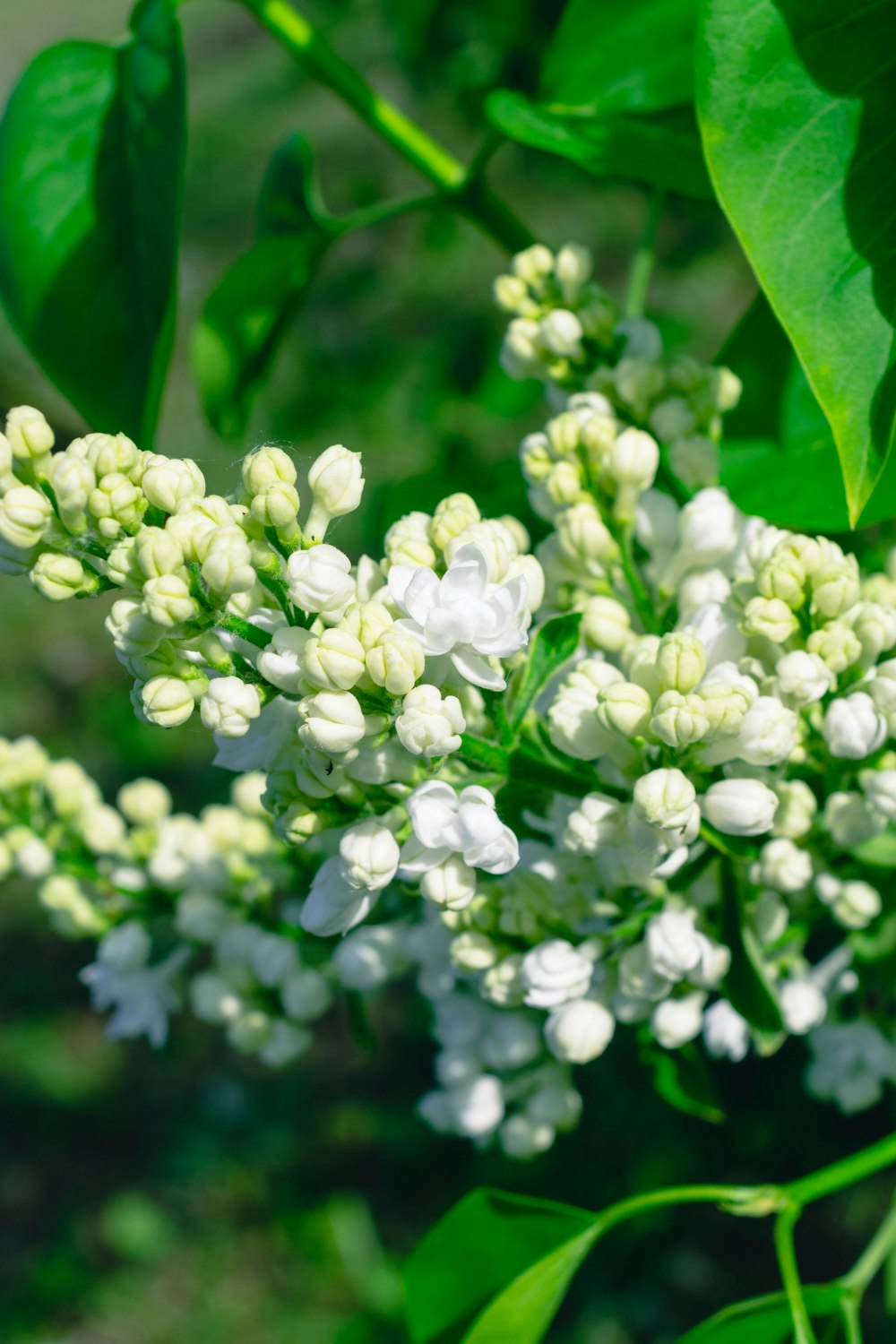 a close up of a bunch of white flowers