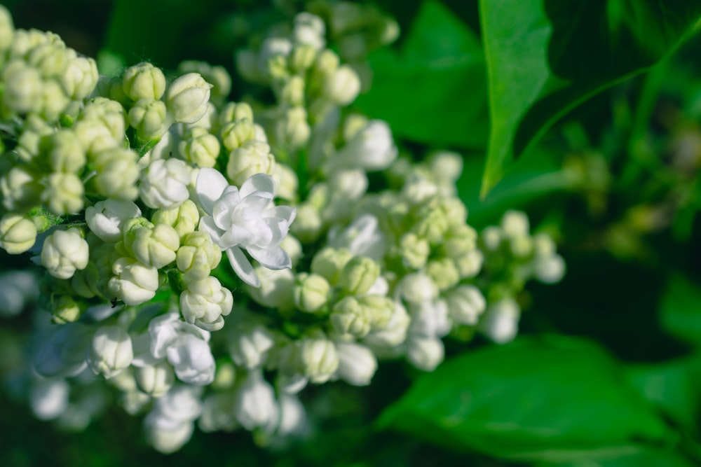 a cluster of white flowers with green leaves