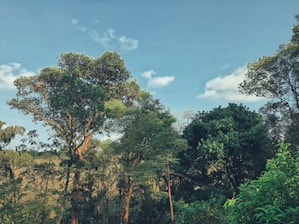 A serene landscape showcasing a lush green forest with a clear blue sky, symbolizing nature and sustainability.