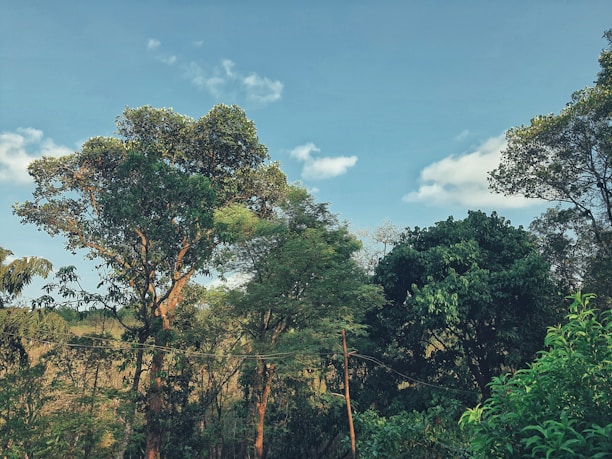 A serene landscape showcasing a lush green forest with a clear blue sky, symbolizing nature and sustainability.