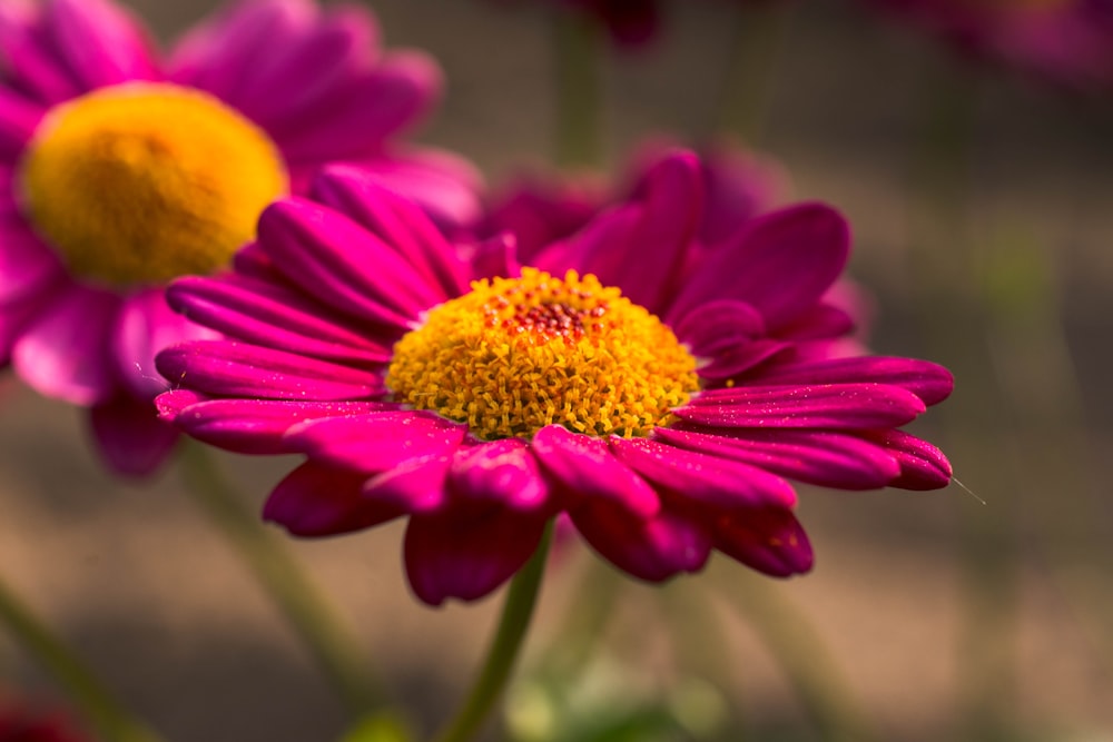 a close up of a purple flower with a yellow center