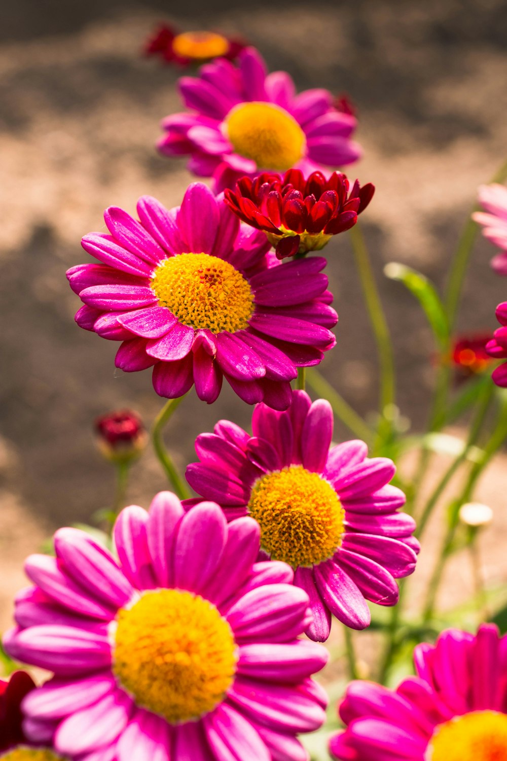 a bunch of flowers that are in the dirt