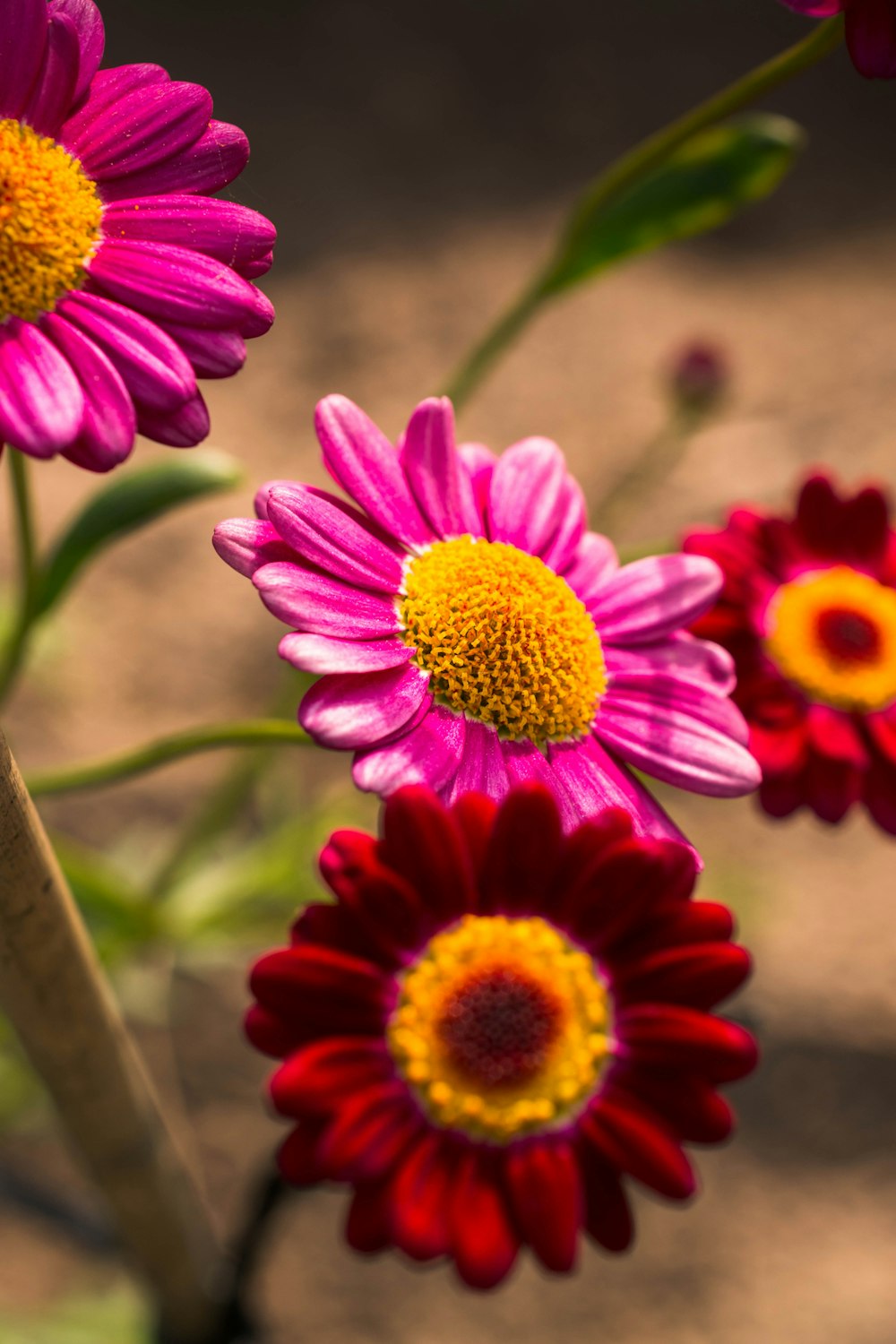 a bunch of flowers that are in a vase