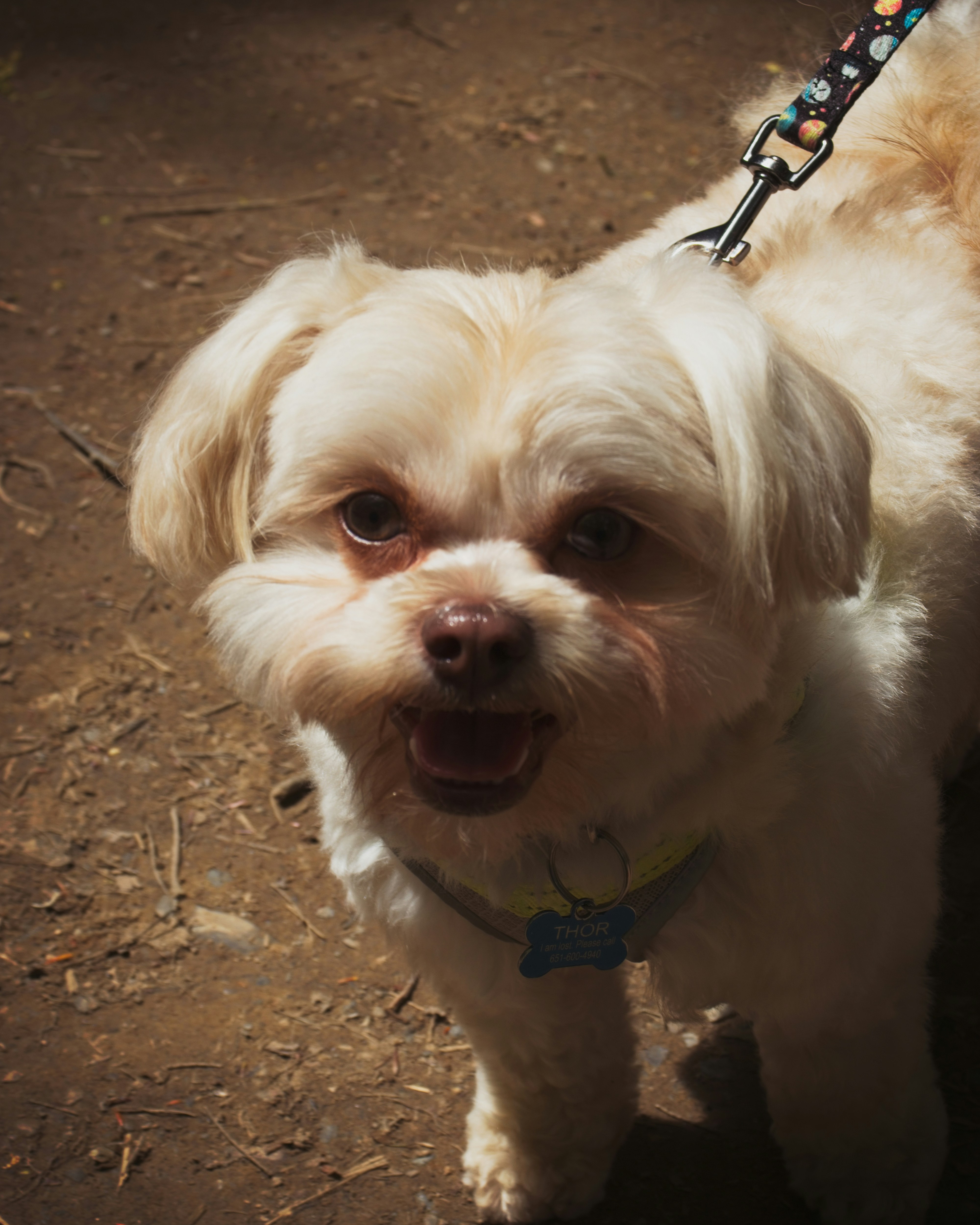 Coleira Conforto Pet