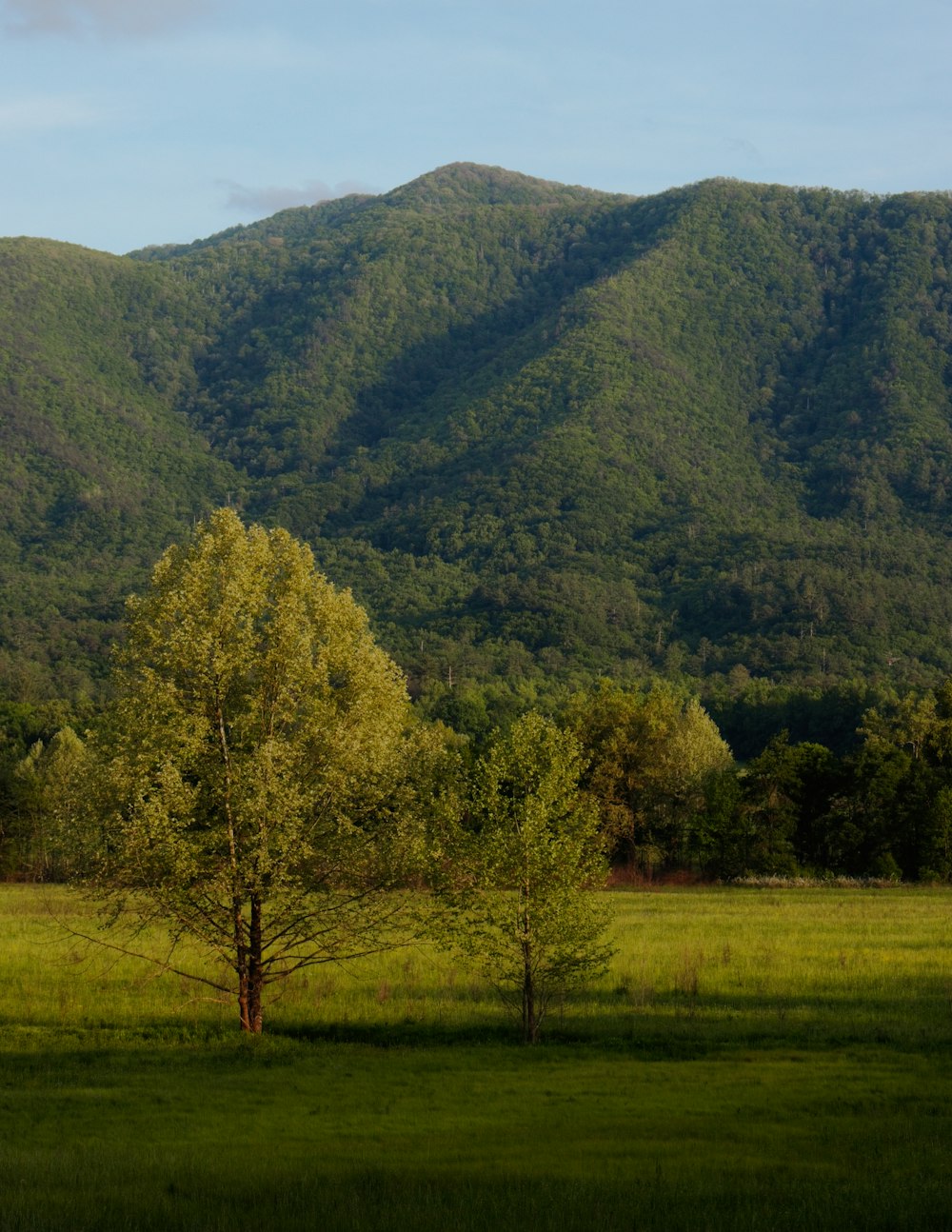 a grassy field with trees and mountains in the background