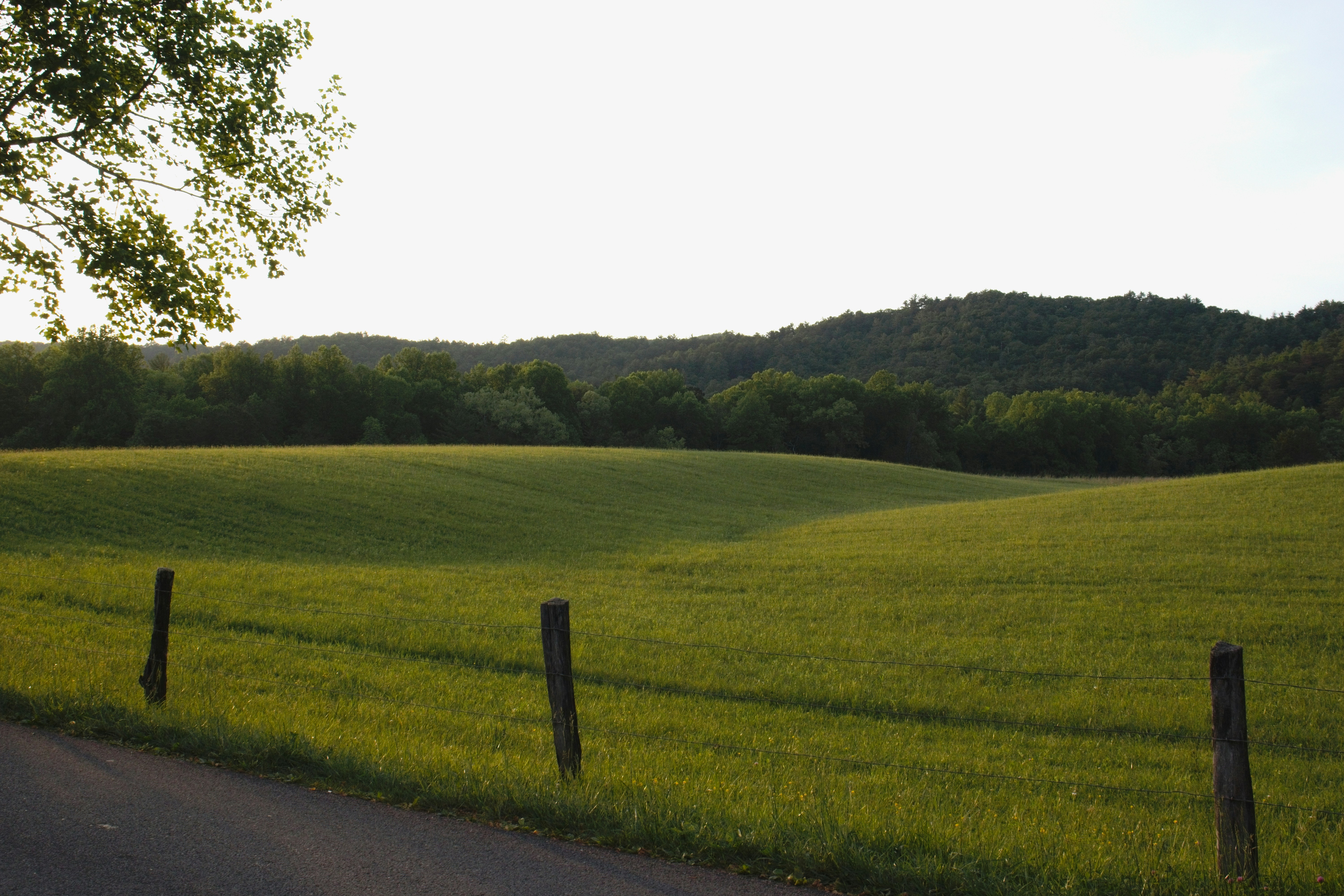 a field of green grass next to a road