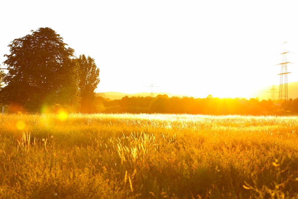 the sun is shining on a field of tall grass