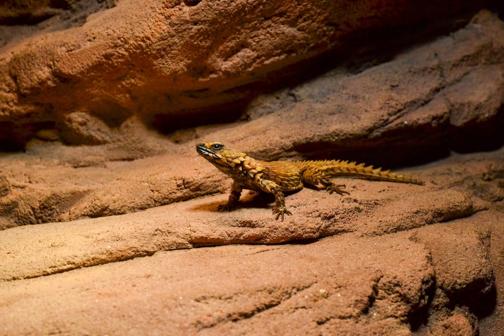 a lizard sitting on top of a rock covered ground