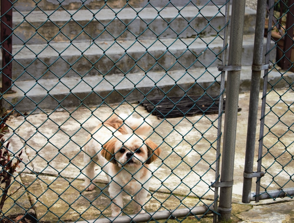 a small brown and white dog behind a chain link fence