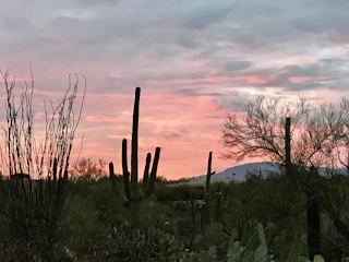 Volunteers planting native desert plants at sunrise.