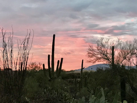 Volunteers planting native desert plants at sunrise.