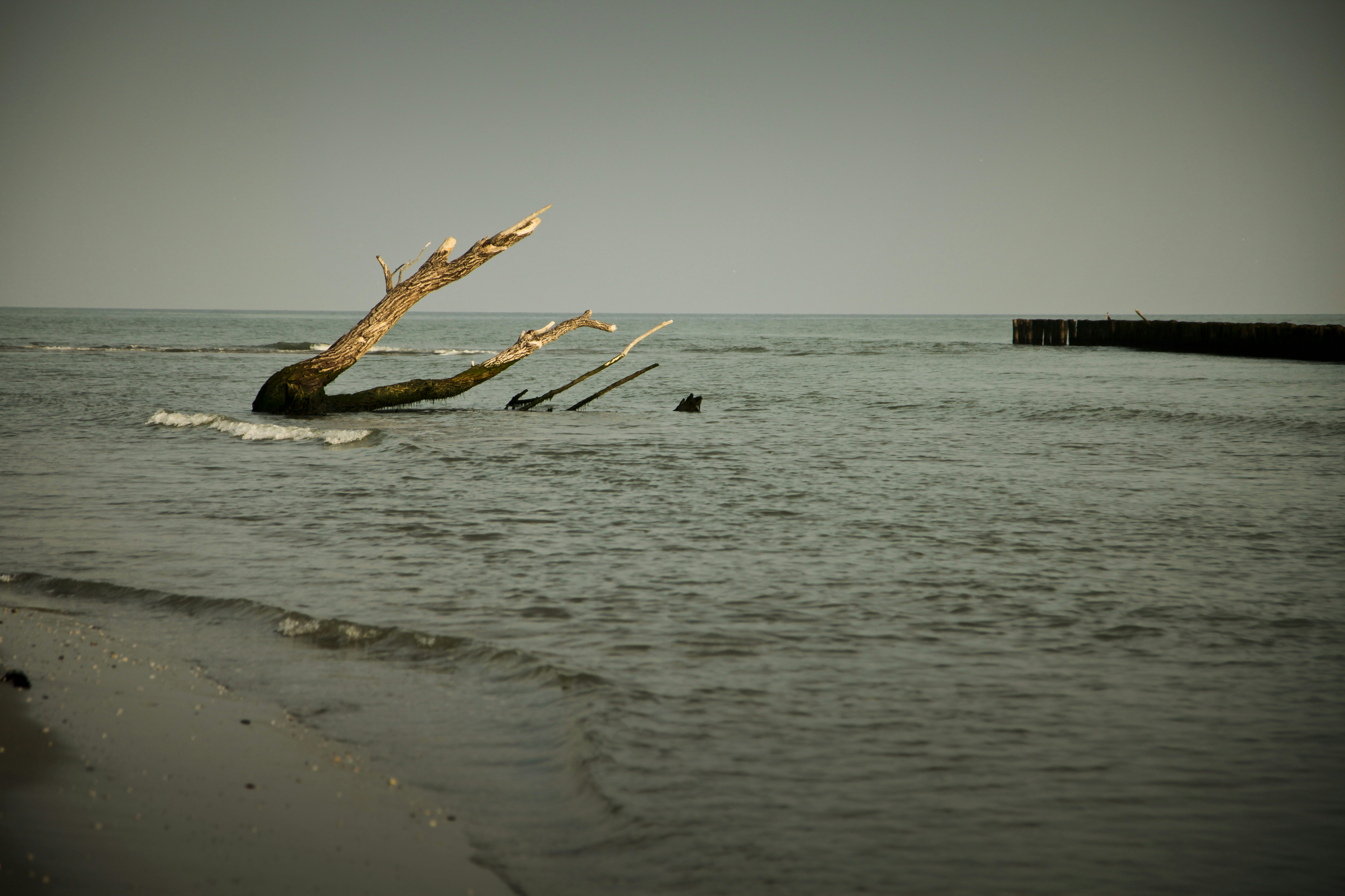 a tree that is sticking out of the water