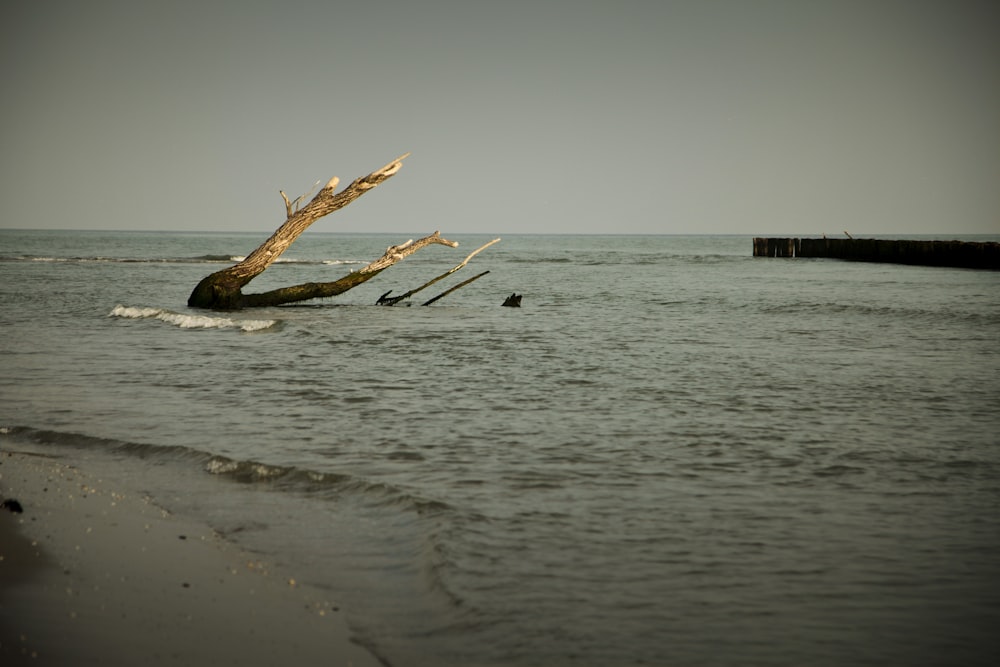 a tree that is sticking out of the water