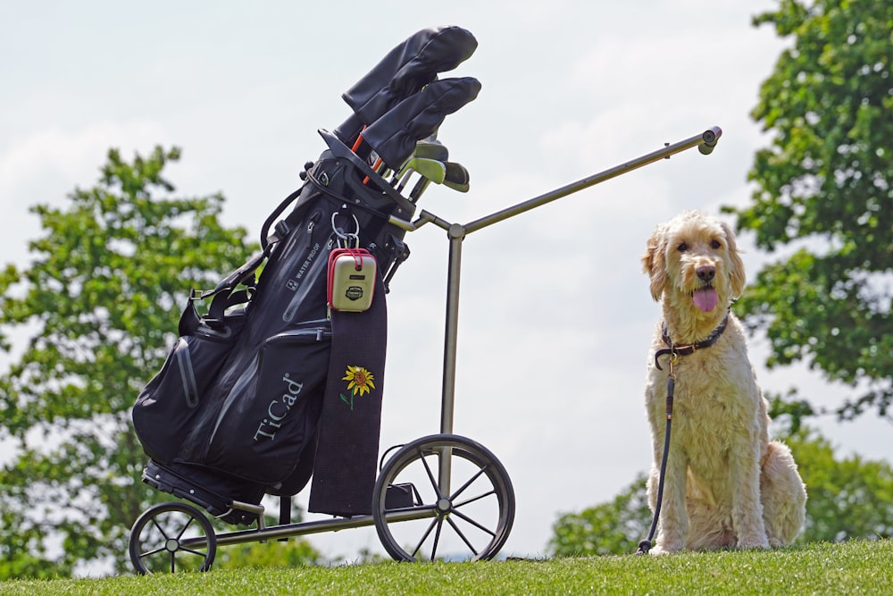 a dog sitting next to a golf cart