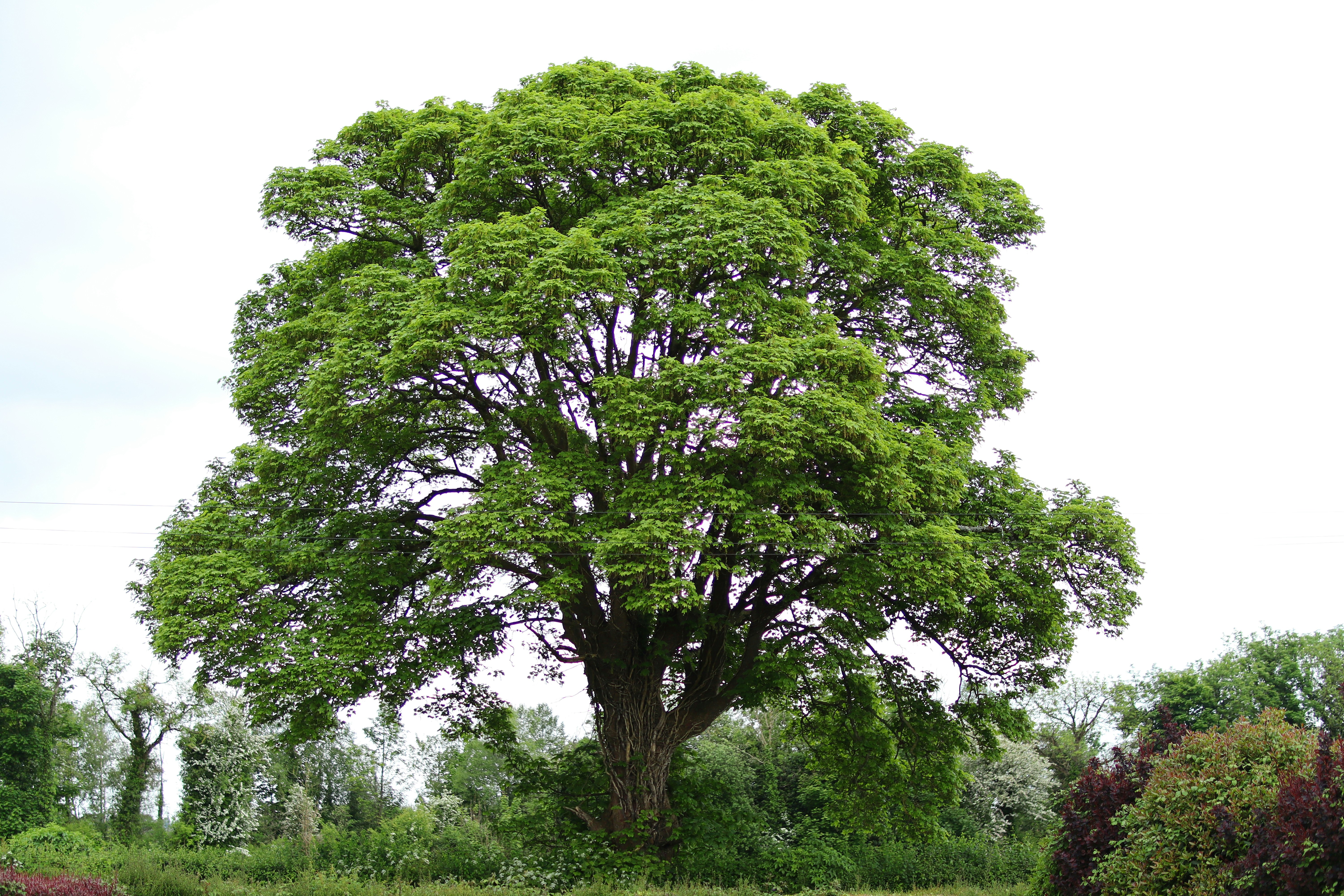 Plant 1 tree every Birthday