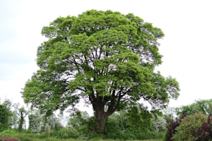 A large, lush tree stands prominently against a bright sky. The tree is full of dense green foliage, forming a wide, rounded canopy. Surrounding the tree, there is a variety of smaller shrubs and plants, contributing to a natural and vibrant setting.