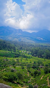 A lush, green landscape with expansive tea plantations stretches across rolling hills. Tall trees are sporadically interspersed amongst the plantation rows, leading up to a range of majestic mountains in the distance. The sky above is dotted with large, fluffy clouds, casting soft shadows over the terrain.