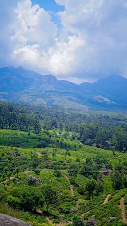 A lush, green landscape with expansive tea plantations stretches across rolling hills. Tall trees are sporadically interspersed amongst the plantation rows, leading up to a range of majestic mountains in the distance. The sky above is dotted with large, fluffy clouds, casting soft shadows over the terrain.