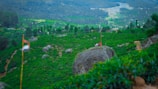A lush, green landscape featuring rolling hills covered with dense tea plantations. Large boulders and narrow paths cut through the vibrant foliage. A distant river winds through the background, flanked by forested areas.