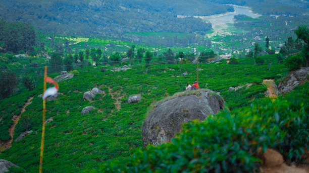 A lush, green landscape featuring rolling hills covered with dense tea plantations. Large boulders and narrow paths cut through the vibrant foliage. A distant river winds through the background, flanked by forested areas.