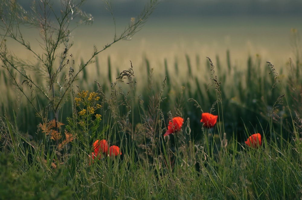 a field of tall grass with red flowers