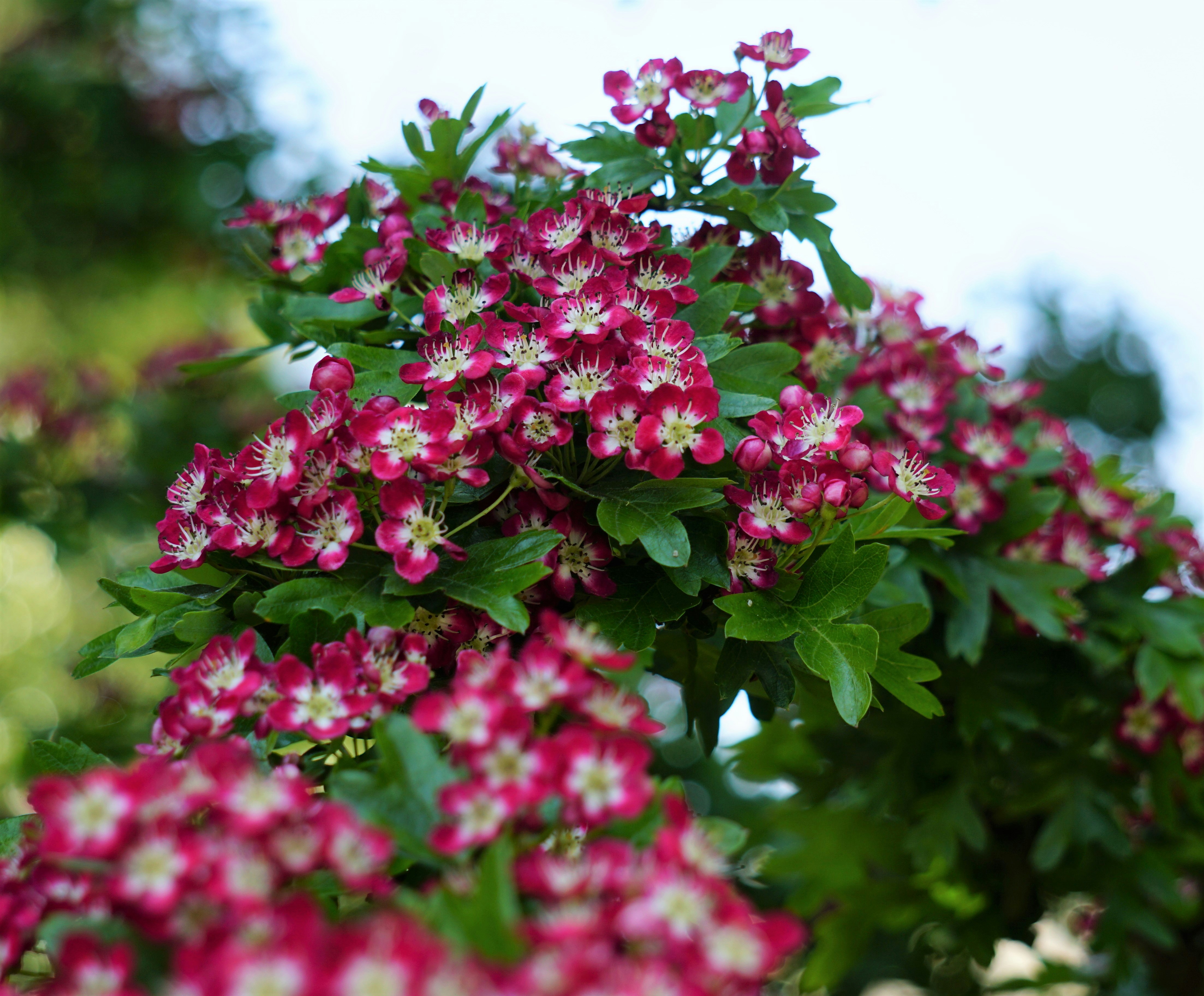 a bunch of red and white flowers on a tree