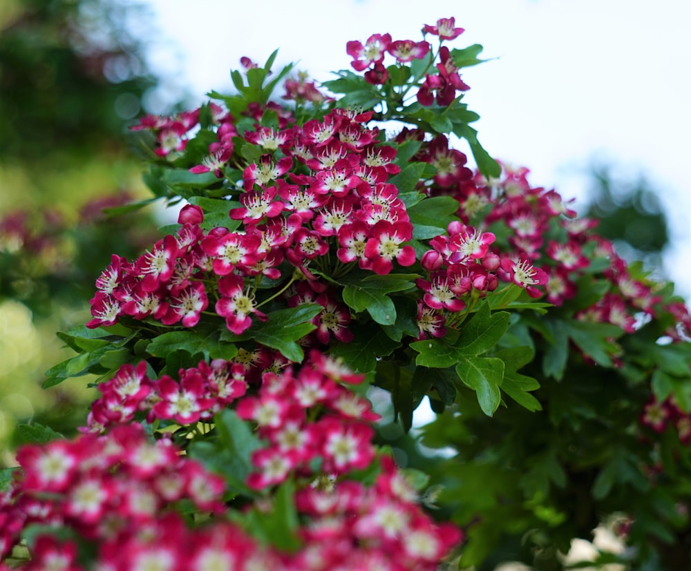 a bunch of red and white flowers on a tree