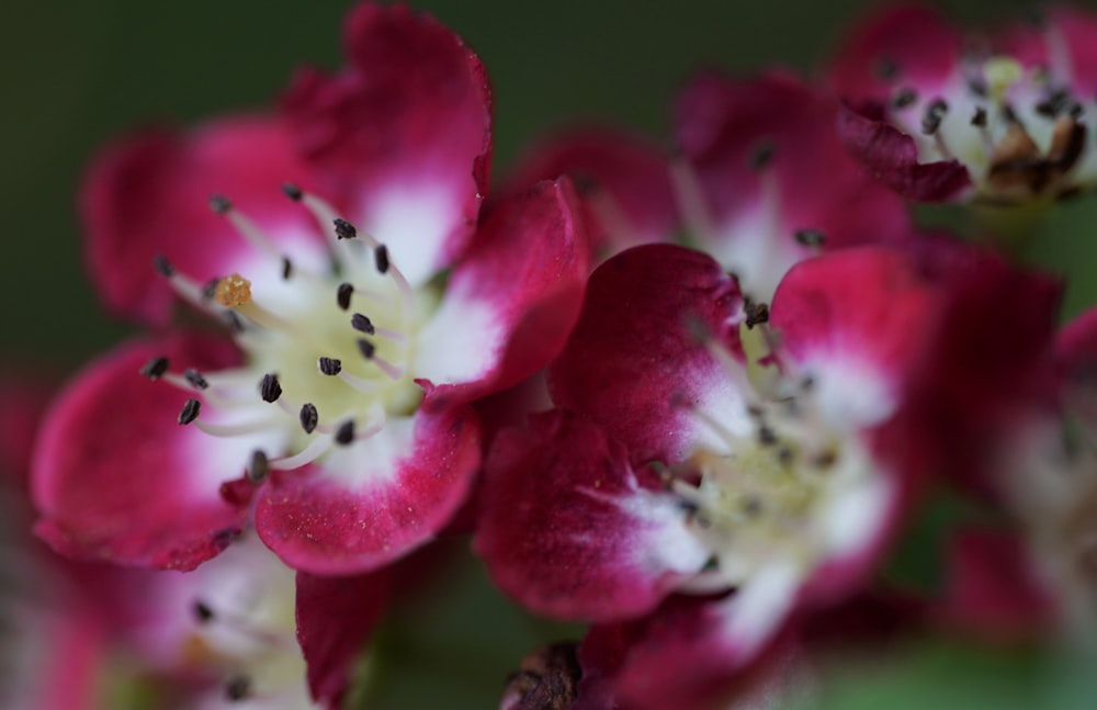 a close up of a bunch of red and white flowers