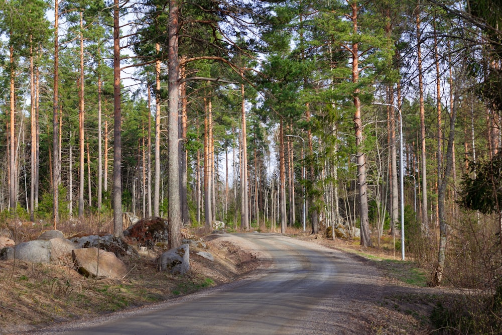 a dirt road in the middle of a forest