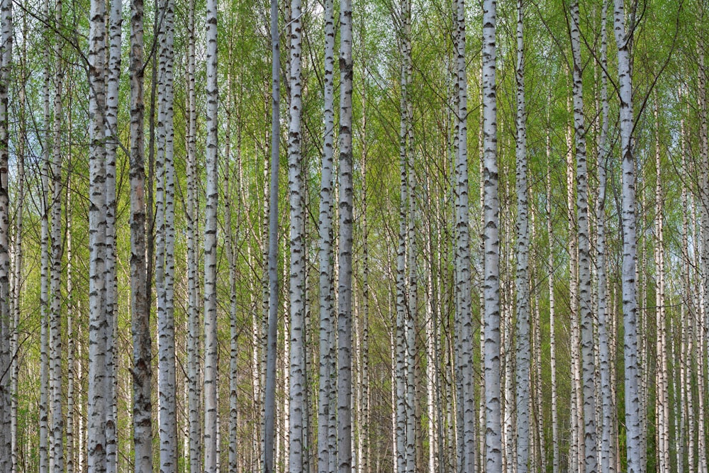 a group of trees that are standing in the grass