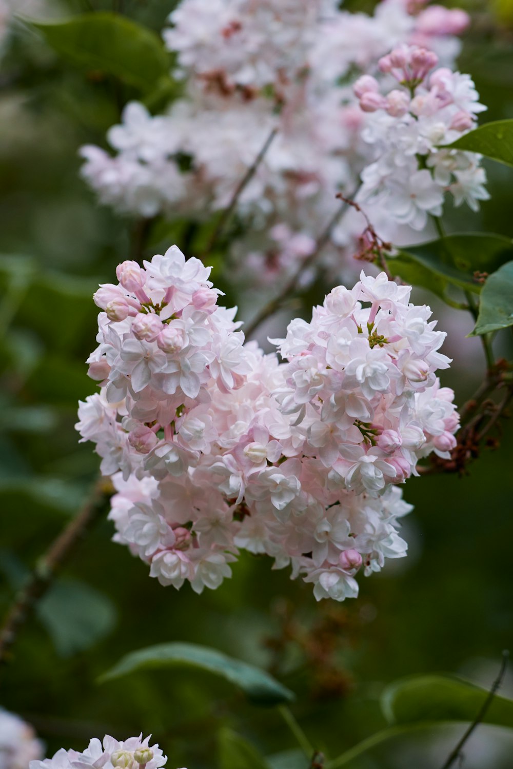 a cluster of pink and white flowers on a tree