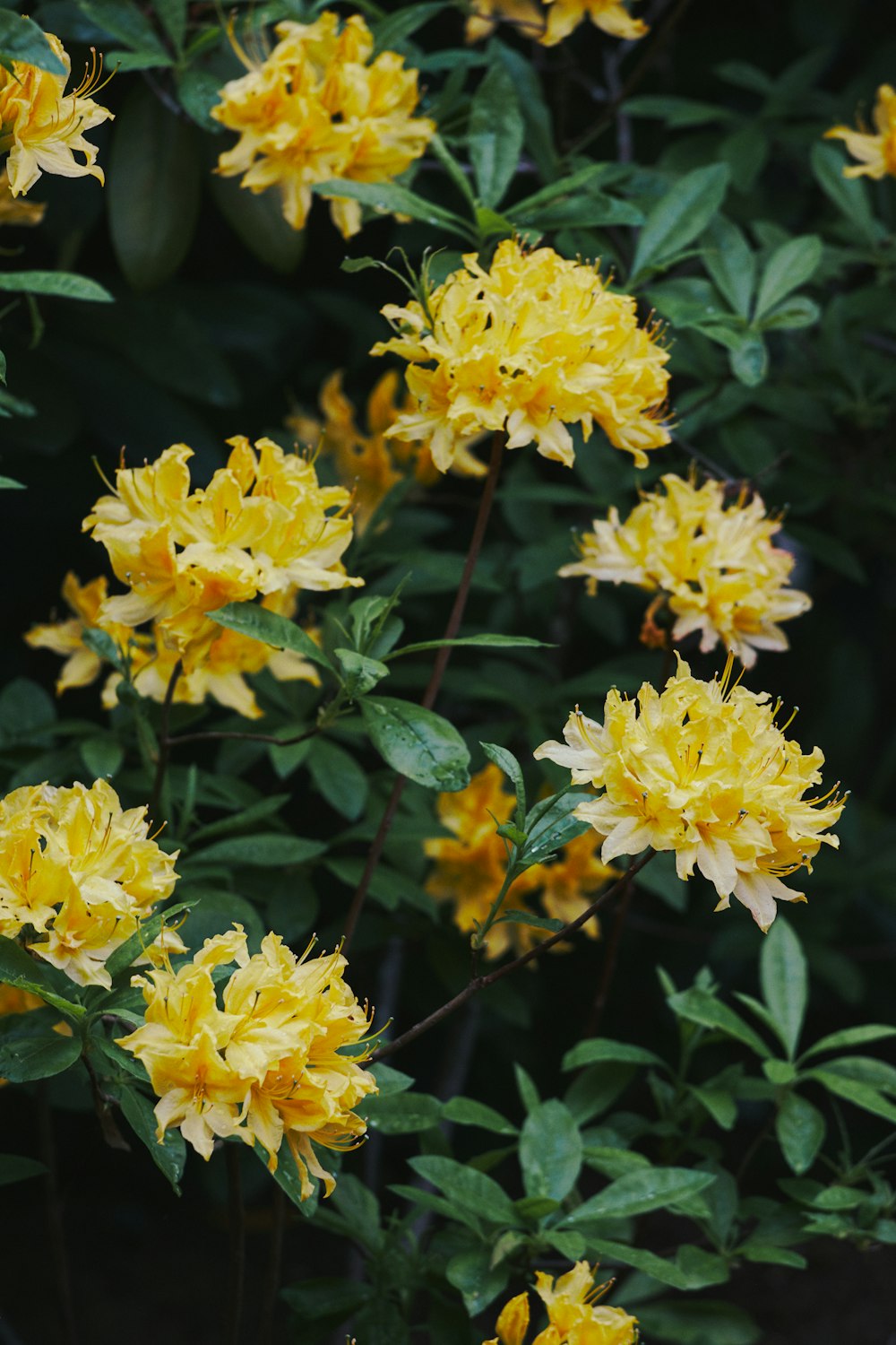 a bunch of yellow flowers growing in a garden