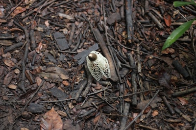 Cordyceps mushrooms sprouting from forest floor debris, highlighting their unique shape.